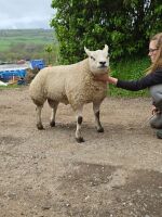 MV ACCREDITED SHEARLING BELTEX RAM