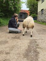 MV ACCREDITED SHEARLING BELTEX RAM - 3