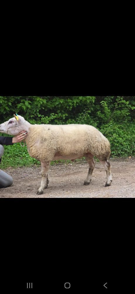 MV ACCREDITED SHEARLING BELTEX RAM