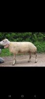 MV ACCREDITED SHEARLING BELTEX RAM