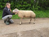 MV ACCREDITED SHEARLING BELTEX RAM - 2