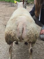 MV ACCREDITED SHEARLING BELTEX RAM - 3