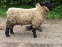 MV ACCREDITED SHEARLING SUFFOLK RAM