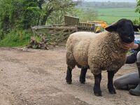 MV ACCREDITED SHEARLING SUFFOLK RAM - 3