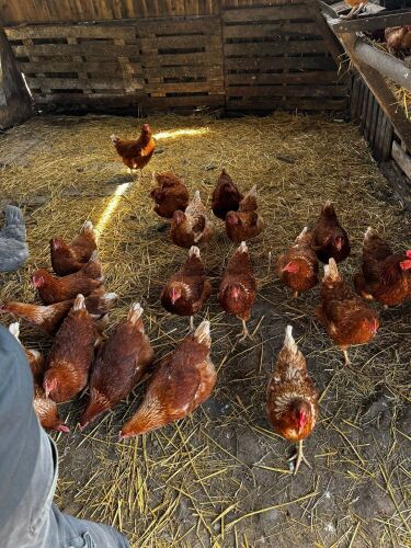 6 LOHMANN BROWN POL HENS - BIDS PER LIFE