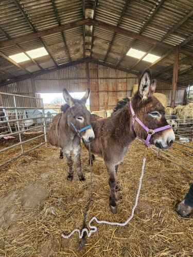 16YO & 12YO JENNY DONKEYS - BIDS PER LIFE