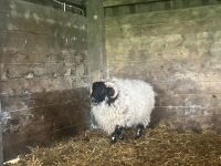 1YO SCOTTISH BLACKFACE RAM