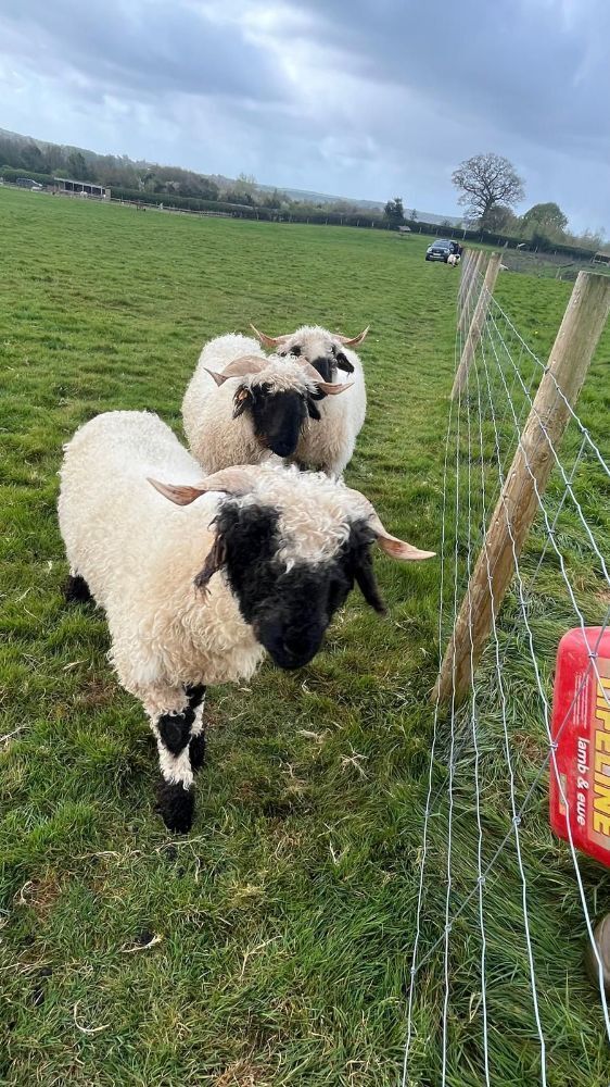2 VALAIS BLACKNOSE WETHERS - BIDS PER LIFE