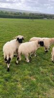 2 VALAIS BLACKNOSE WETHERS - BIDS PER LIFE - 2