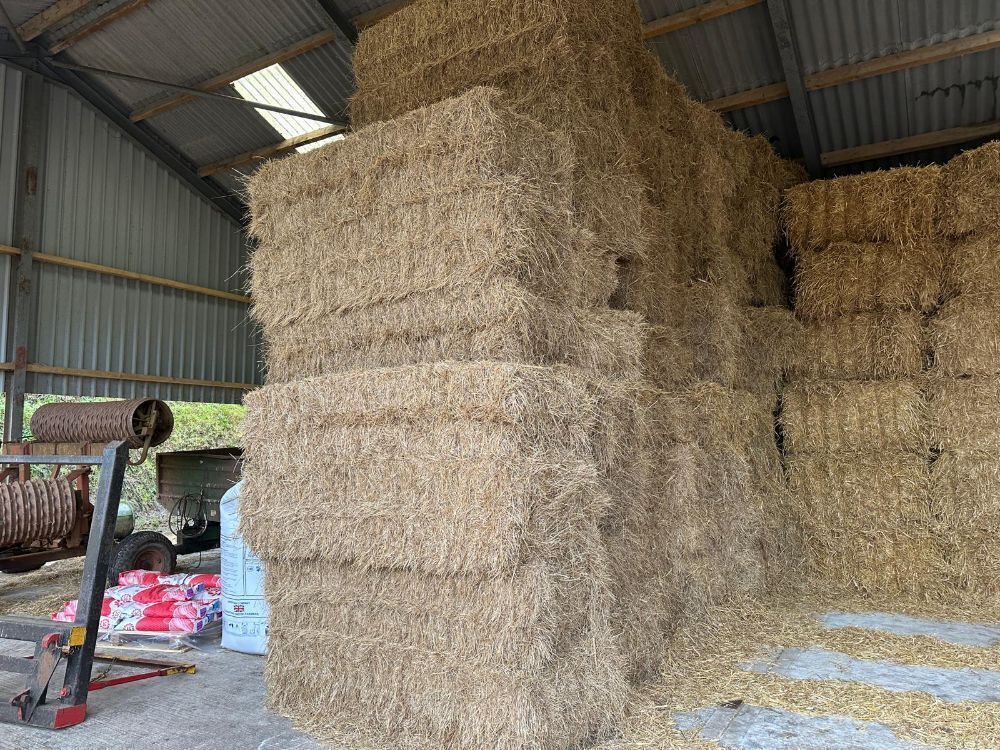 30 X 4 STRING BALES OF 2025 HAY - BIDS PER BALE