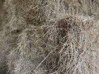 30 X 4 STRING BALES OF 2025 HAY - BIDS PER BALE - 3