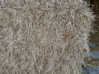 30 X 4 STRING BALES OF 2025 HAY - BIDS PER BALE - 4