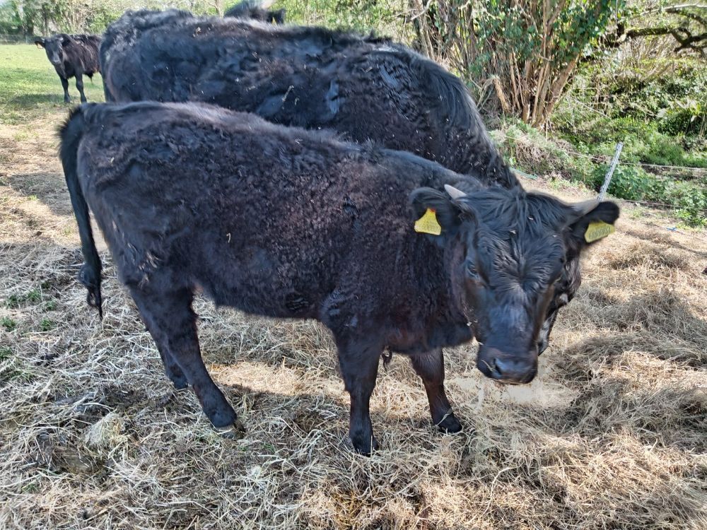 6YO GALLOWAY COW & HEIFER CALF - BIDS FOR THE GROUP
