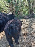 6YO GALLOWAY COW & HEIFER CALF - BIDS FOR THE GROUP - 3