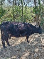 6YO GALLOWAY COW & HEIFER CALF - BIDS FOR THE GROUP - 4