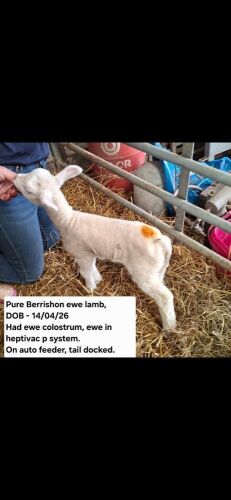 1WK PURE BERRISHON EWE LAMB