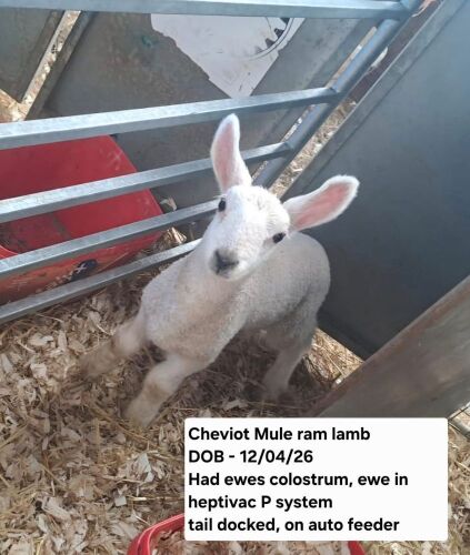 1WK CHEVIOT MULE RAM LAMB
