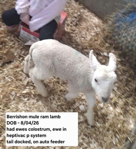 2WK BERRISHON MULE RAM LAMB
