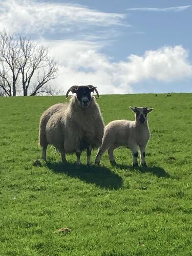 2 SCOTCH FM/BM EWES & 2 CHEVIOT X LAMBS - BIDS FOR THE GROUP