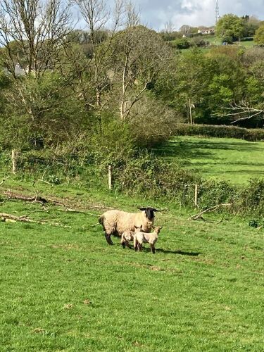 PURE SUFFOLK 6T/FM EWE & 2 LAMBS - BIDS FOR THE GROUP