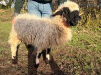PEDIGREE VALAIS BLACKNOSE EWE HOGG