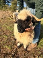 PEDIGREE VALAIS BLACKNOSE EWE HOGG - 3