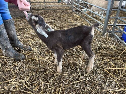2WK WETHER GOAT