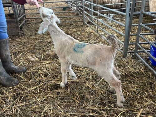 2WK WETHER GOAT
