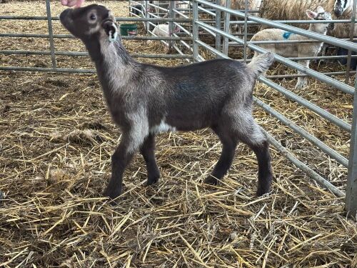 2WK WETHER GOAT