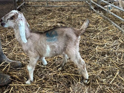 2WK WETHER GOAT