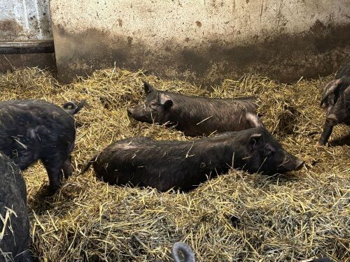 7 BERKSHIRE X BOARS - BIDS PER LIFE