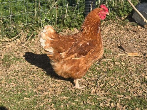 1YO GOLDLINE HEN