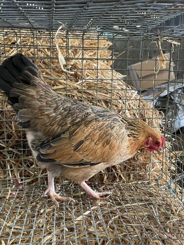 2 WELSUMMER BANTAM X PULLETS - BIDS PER LIFE