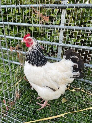 PAIR OF LIGHT SUSSEX BANTAMS - BIDS PER LIFE