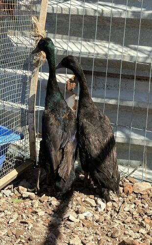 BREEDING PAIR OF INDIAN RUNNER DUCKS - BIDS PER LIFE