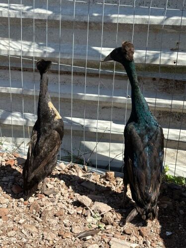 BREEDING PAIR OF INDIAN RUNNER DUCKS - BIDS PER LIFE