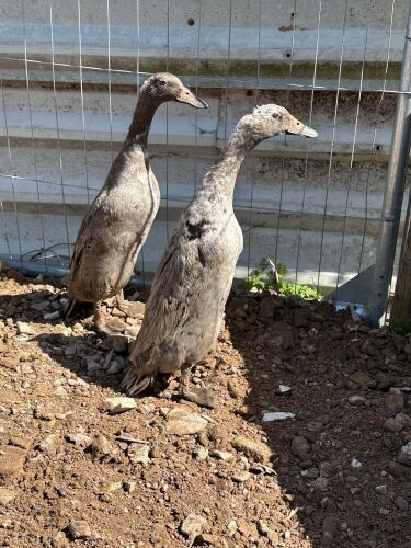 BREEDING PAIR OF INDIAN RUNNER DUCKS - BIDS PER LIFE