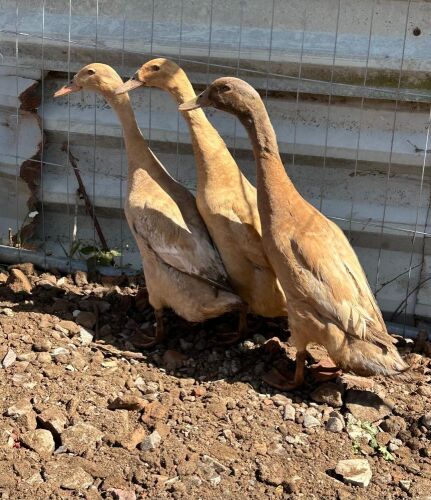 BREEDING TRIO OF INDIAN RUNNER DUCKS - BIDS PER LIFE