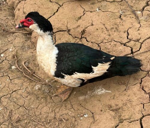 BREEDING PAIR OF MUSCOVY DUCKS - BIDS PER LIFE