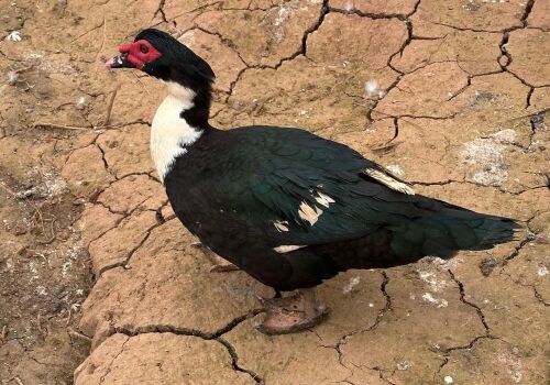 BREEDING PAIR OF MUSCOVY DUCKS - BIDS PER LIFE