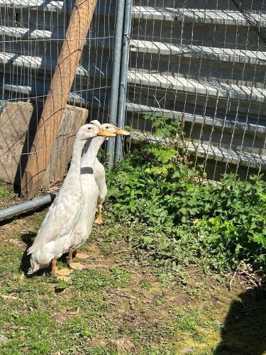 BREEDING PAIR OF INDIAN RUNNER DUCKS - BIDS PER LIFE