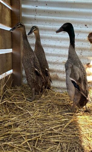 BREEDING TRIO OF INDIAN RUNNER DUCKS - BIDS PER LIFE