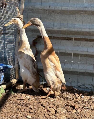 BREEDING PAIR OF INDIAN RUNNER DUCKS - BIDS PER LIFE