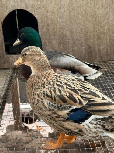BREEDING PAIR OF CALL DUCKS - BIDS PER LIFE
