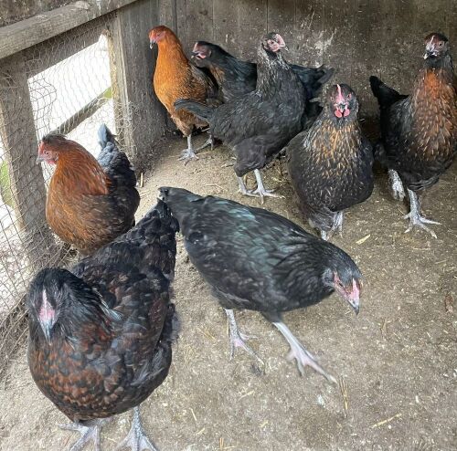 3 COPPER X BLUE MARAN POL PULLETS - BIDS PER LIFE