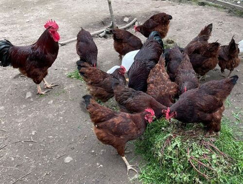 3 RHODE ISLAND RED POL PULLETS - BIDS PER LIFE