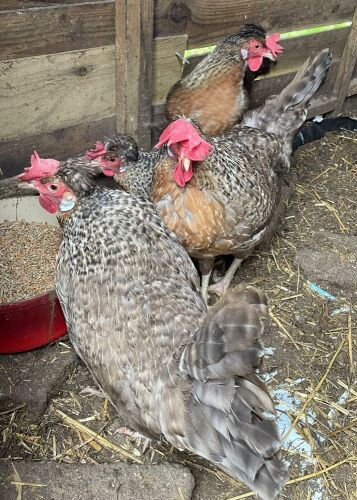 3 CREAM LEGBAR POL PULLETS - BIDS PER LIFE