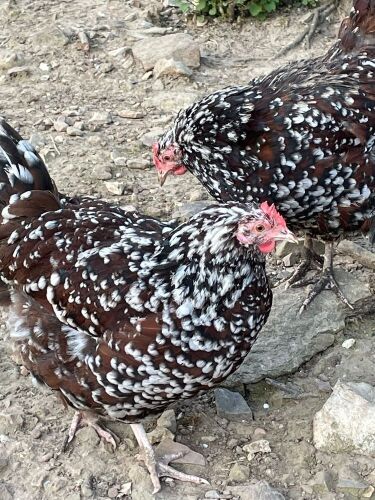 2 SPECKLED SUSSEX POL PULLETS - BIDS PER LIFE
