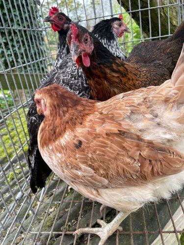 4 LEGBAR X POL PULLETS - BIDS PER LIFE