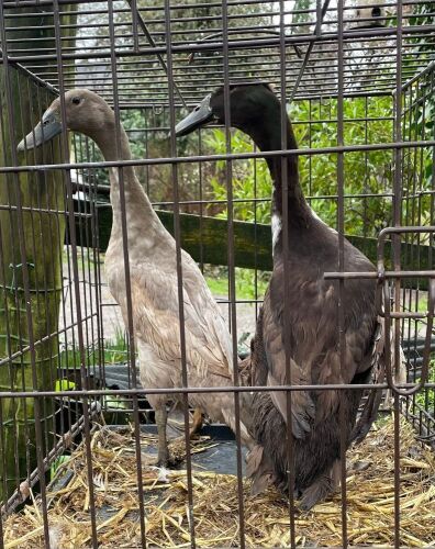 PAIR OF RUNNER DUCKS - BIDS PER LIFE